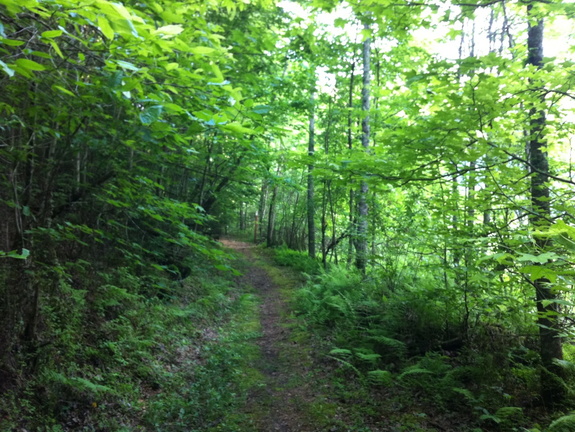 Old road, Big South Fork - 37